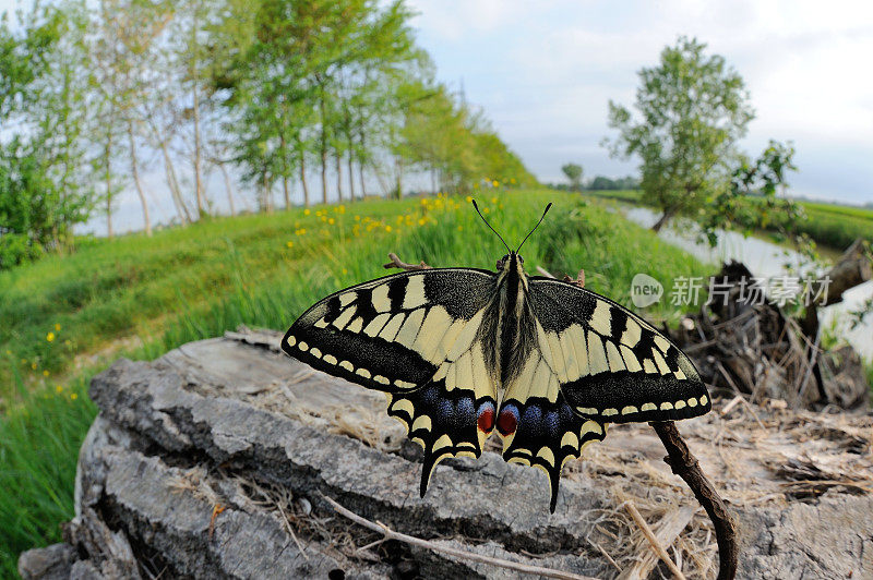 燕尾 (Papilio machaon)